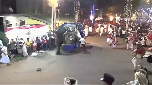 Sri Lanka'da geçit töreninde ürken filler kalabalığa daldı: 17 yaralı Sri Lanka'da geçit töreninde ürken filler kalabalığa daldı: 17 yaralı