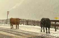 شاهد: أول تساقط للثلوج على ارتفاع 2000 متر في مرتفعات الألب