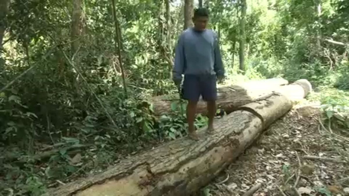 Desflorestação na Amazónia aumenta em relação a agosto de 2018
