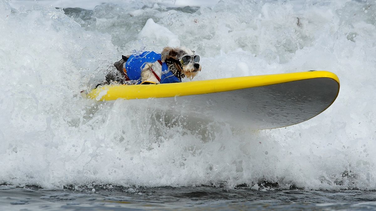 Οι σκύλοι που «δαμάζουν» τα κύματα