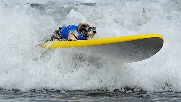 Surfing dogs hit the waves in California 