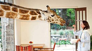 Breakfast time at Giraffe Manor, Kenya