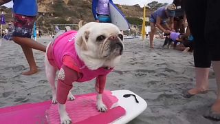 Watch: California surfing dogs hang ten to help orphaned pets