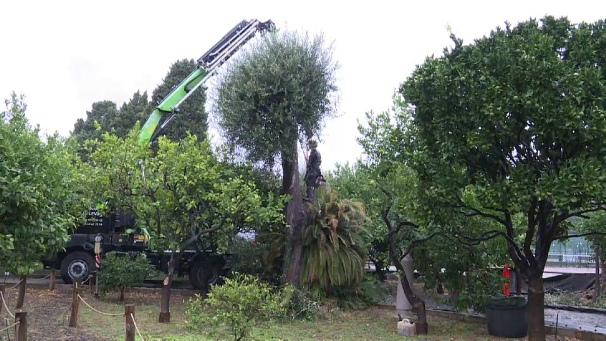 Bakterium bedroht Europas Olivenbäume