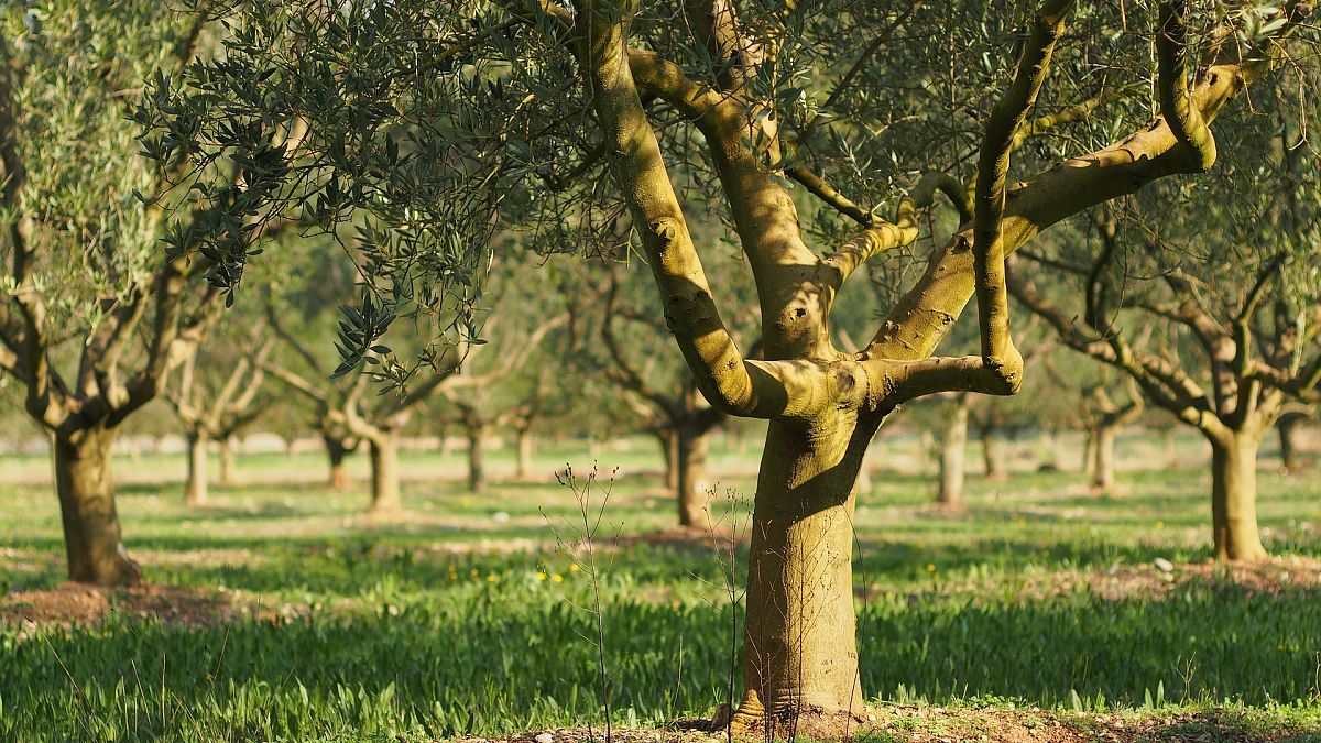 Gyorsan terjedő betegség tartja rettegésben az olivaolajtermelőket 