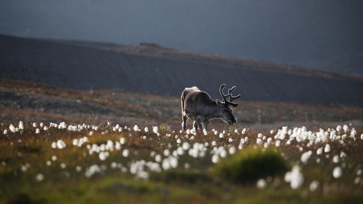 A reindeer has hospitalised a dozen Finnish soldiers in Lapland. 