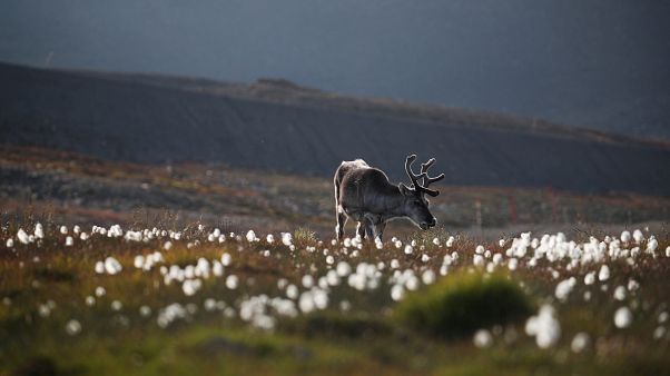 A reindeer has hospitalised a dozen Finnish soldiers in Lapland. A reindeer has hospitalised a dozen Finnish soldiers in Lapland.