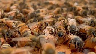 شاهد: تربية النحل علاج للاضطرابات الذهنية والنفسية