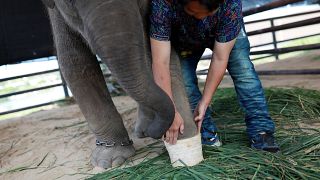 شاهد: حديقة حيوان في تايلاند تنقذ فيلاً مصاباً بواسطة قدم اصطناعية