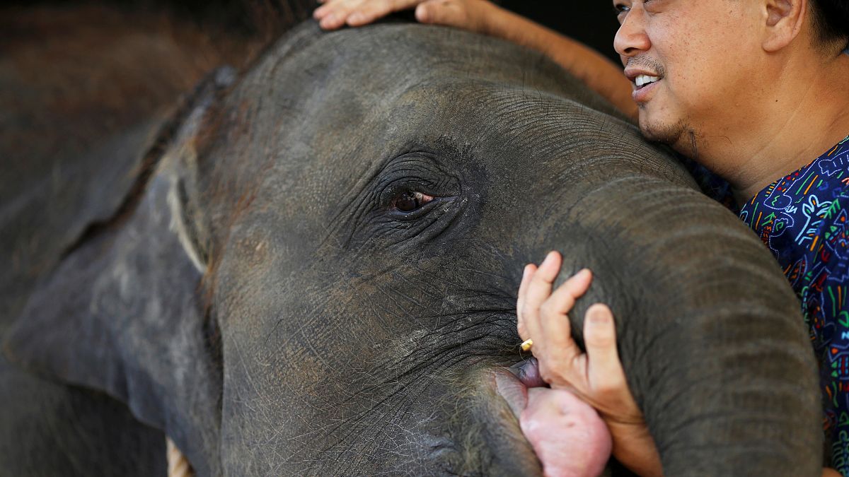 Thai elephant with prosthetic foot is transferred to new home