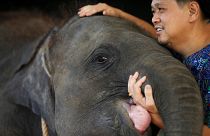 ویدئو؛ بچه فیل با پای مصنوعی به خانه جدیدش می‌رود