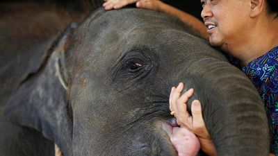 Thai elephant with prosthetic foot is transferred to new home