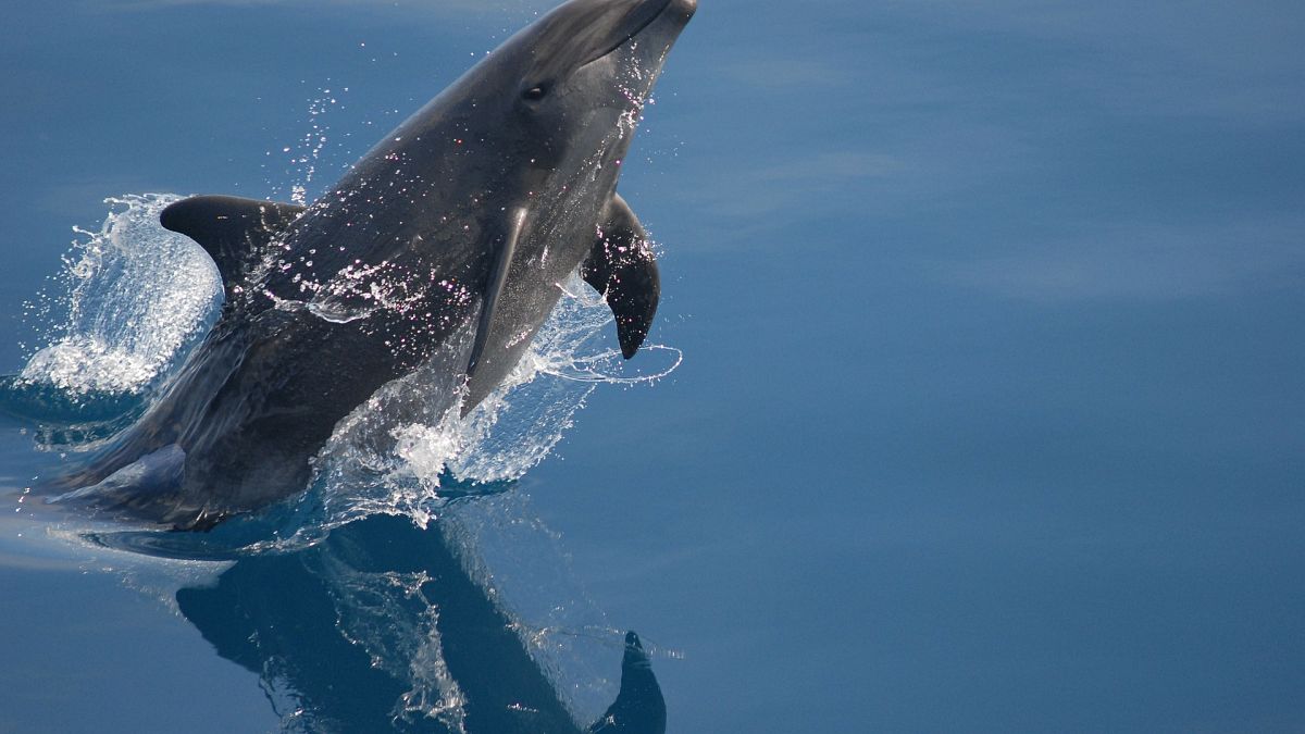 'Cocktail of pollutants' found in English Channel dolphins