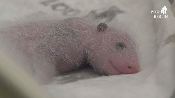 Berlins Mini-Pandas kriegen langsam Fell (Video) Berlins Mini-Pandas kriegen langsam Fell (Video)