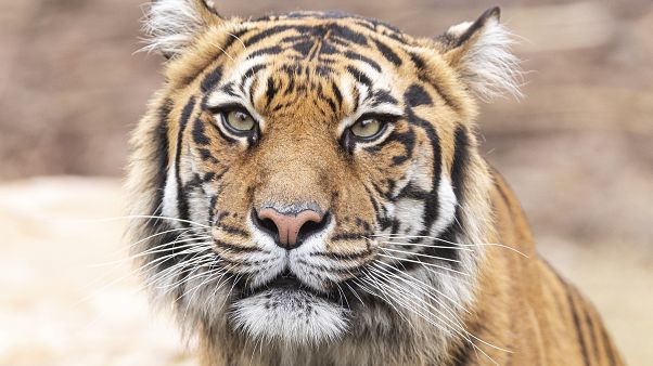 Több mint a fele elpusztult a hírhedt thaiföldi Tigris Templomból kimentett nagymacskáknak Több mint a fele elpusztult a hírhedt thaiföldi Tigris Templomból kimentett nagymacskáknak