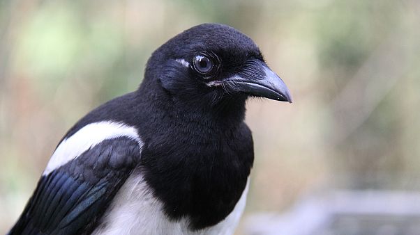Tödlicher Radunfall wegen aggressiver Elster Tödlicher Radunfall wegen aggressiver Elster