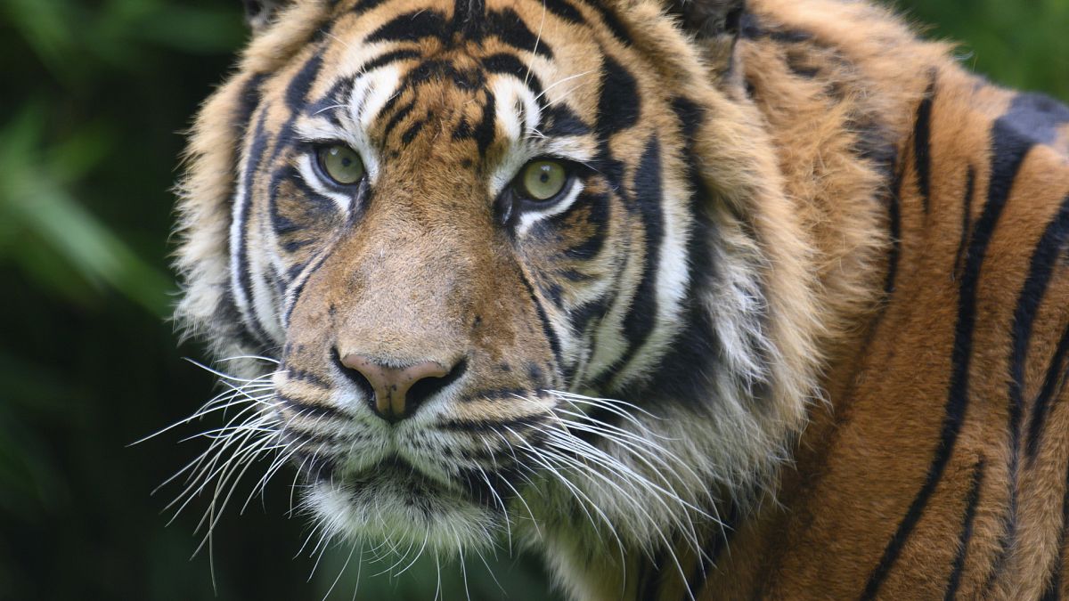 Was steckt hinter dem Massensterben der Tiger in Thailand?