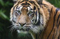 Was steckt hinter dem Massensterben der Tiger in Thailand?