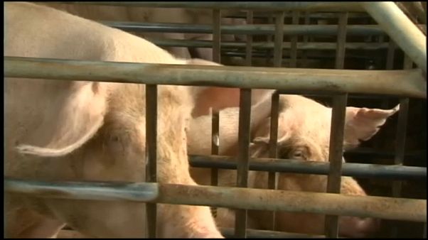La fièvre porcine débarque en Corée du Sud La fièvre porcine débarque en Corée du Sud