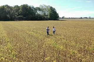 A soja e a desflorestação da Amazónia