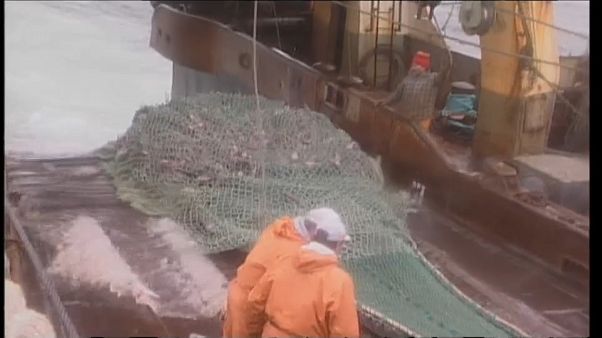 Сети-привидения, гроза морей Сети-привидения, гроза морей
