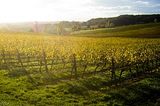 "Breves de Bruxelas": neutralidade carbónica até 2050, energia e BCE