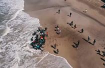 Watch: Rescuers save Orcas stranded on Argentine beach