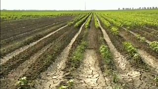 El cambio climático pone en riesgo el futuro de la agricultura