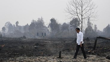 Indonesia's president inspects burnt forests and consequences of the smoke