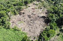 Drones contra la deforestación de la Amazonia