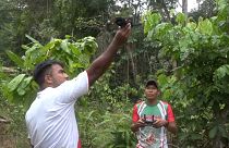Amazonas: So kämpft der Tikuna-Stamm gegen Brandstifter