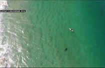 Video | Köpek balığının saldırısından drone ikazı ile kurtuldu