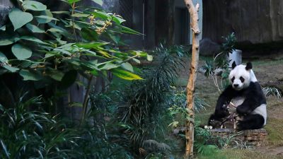 Çin, dev panda Chuang Chuang'ın ani ölümünü araştırmak için Tayland'a uzman ekip gönderiyor