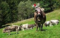 Desmalgada: mucche vestite a festa per celebrare il ritorno dai pascoli alpini