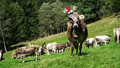 Desmalgada: mucche vestite a festa per celebrare il ritorno dai pascoli alpini