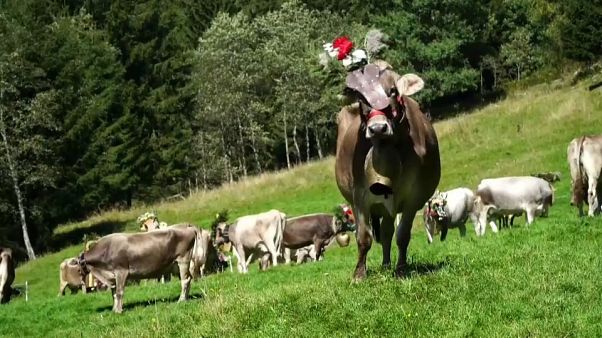 Ünneplik, hogy hazavonul a csorda Ünneplik, hogy hazavonul a csorda