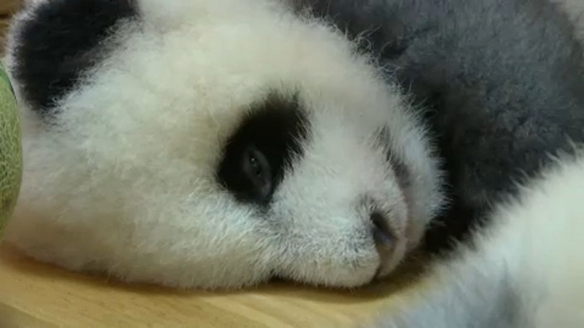 Szürke panda