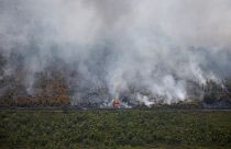 حرائق الغابات في بالانغكا رايا، مقاطعة كاليمانتان الوسطى، إندونيسيا، 14 سبتمبر 2019