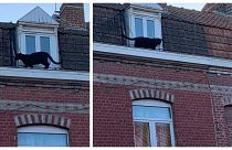 Immaginatevi di aprire la finestra e trovarvi di fronte una pantera