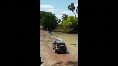 کروکودیل‌ها «خطرناک‌ترین» جاده استرالیا را مسدود کردند