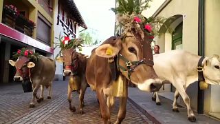 Südtirol: Kühe in Festkleidung kommen heim