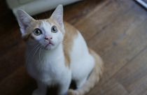 Kedi sahibi olmak sağlığımıza iyi geliyor