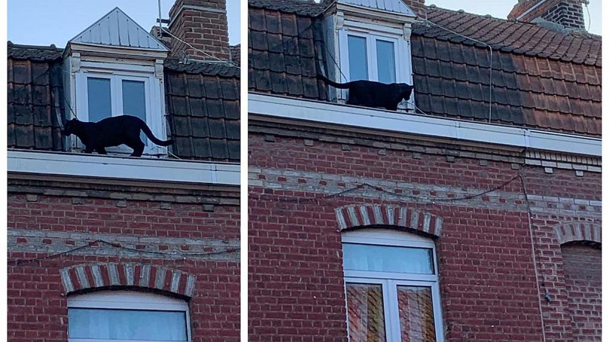 Black panther spotted prowling rooftops in northern France