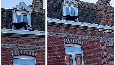 Black panther spotted prowling rooftops in northern France