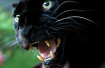 Fekete párduc mászkált egy franciaországi város háztetőin