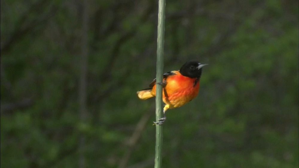 Trois milliards d'oiseaux ont disparu depuis 1970 en Amérique du Nord