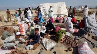 Afganistan: ABD'nin İHA saldırısı çam fıstığı toplayan işçileri öldürdü