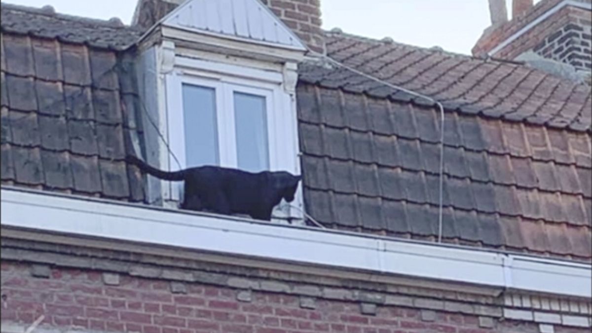 L'étonnante histoire de la panthère noire qui rôdait sur un toit, en France