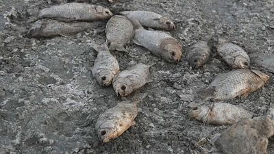 Μαζικοί θάνατοι ψαριών στην Κορώνεια-Αργοσβήνει η λίμνη