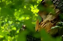 Európa utolsó őserdőjéért aggódnak a lengyel klímatüntetők